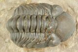Curled Reedops Trilobite - Lghaft, Morocco #377011-3